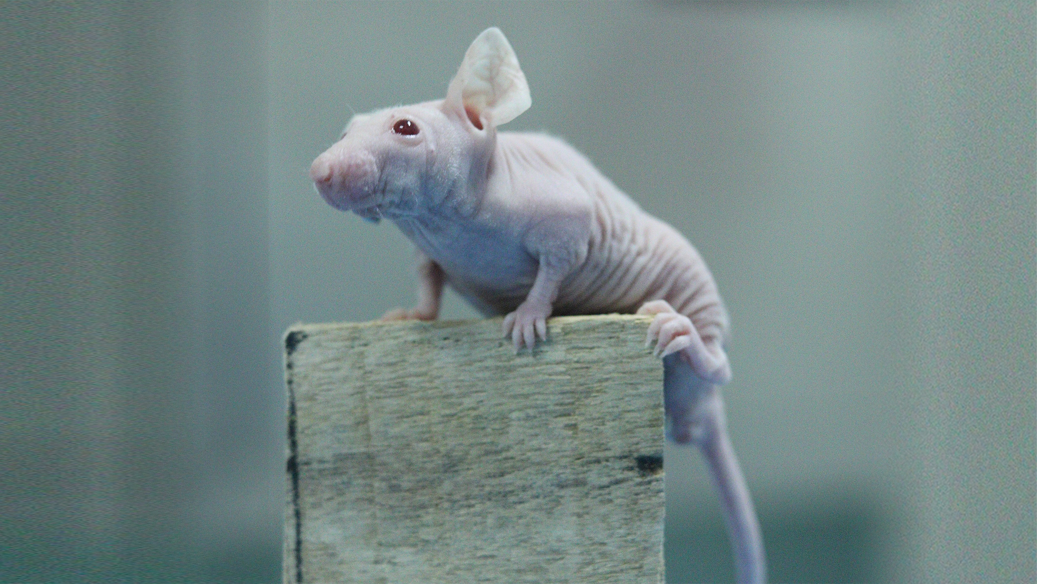 ����ģ��